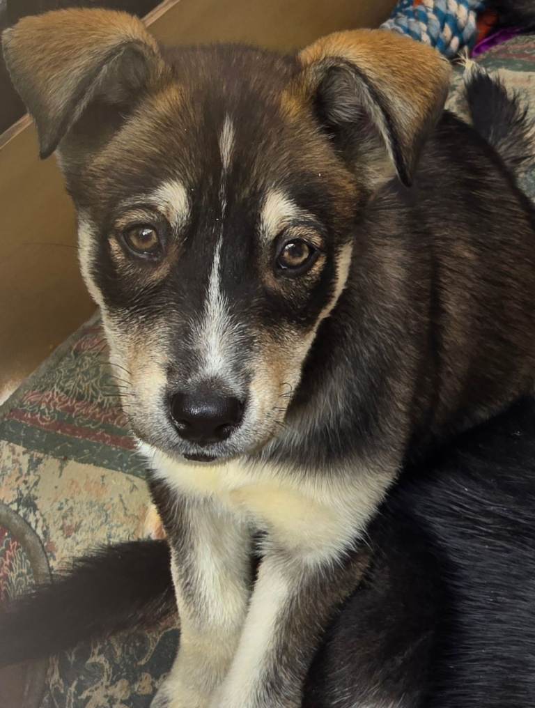 Huskador