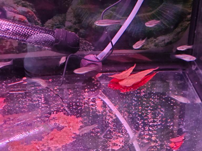 Young adult ANgel fish, and rare Montezuma Swordtails for sale