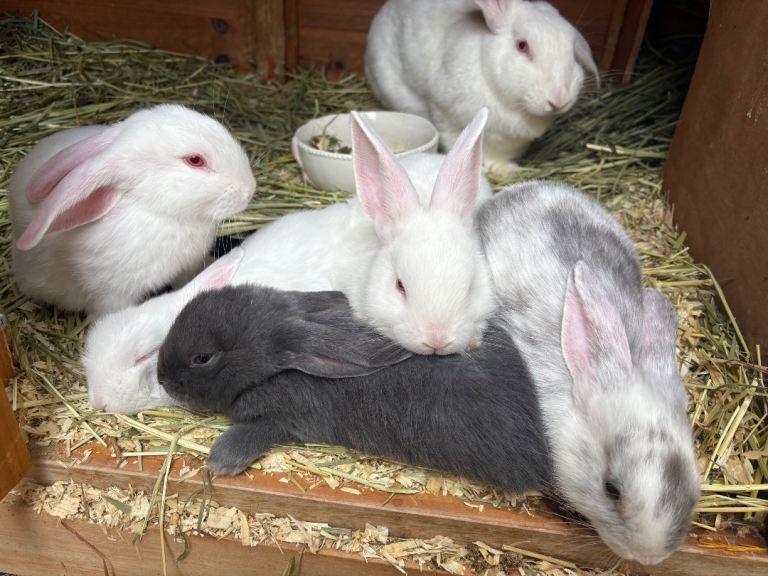 4 beautiful temperament rabbits for sale 