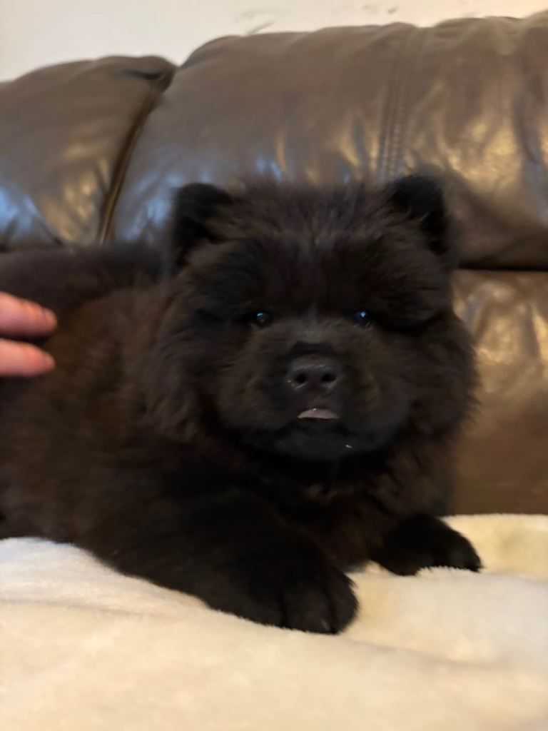 Chow chow pups 