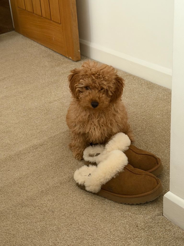 ❤️ Gorgeous Red Male Maltipoo Puppy – 5 Months Old – Fully Vaccinated – Dunstable ❤️