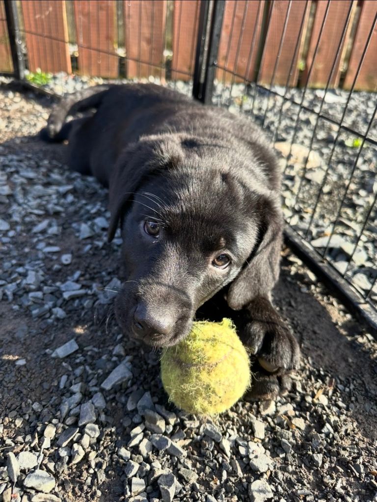 KC registered Labrador pups 