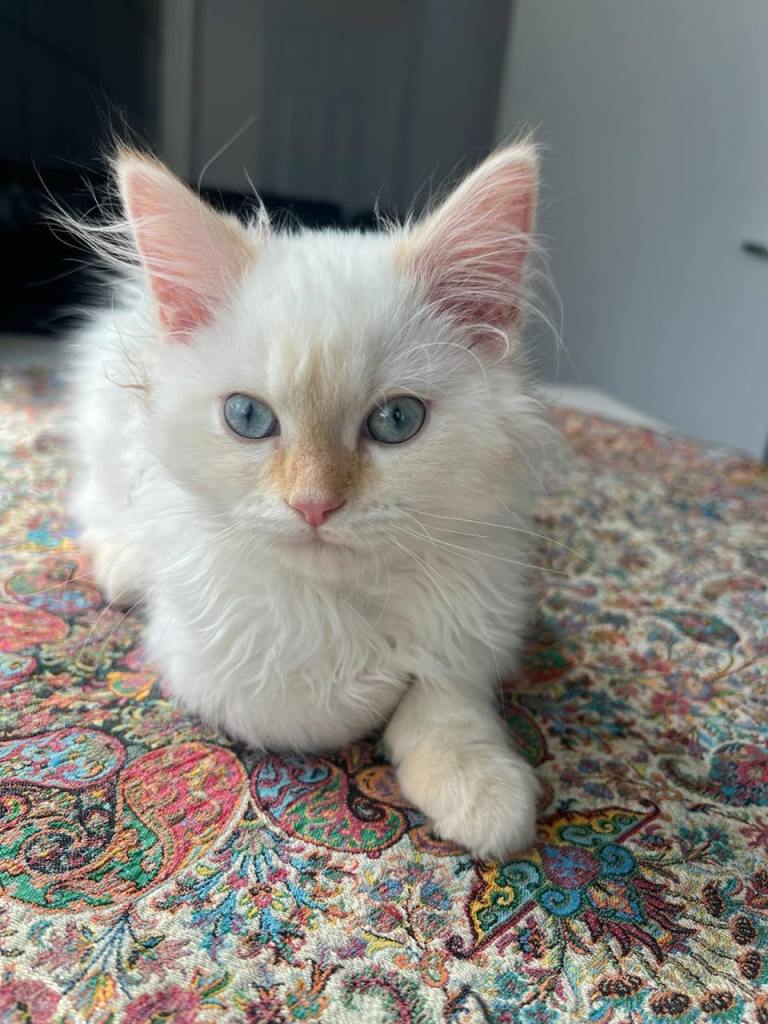 Persian x Ragdoll Kitten – Vaccinated