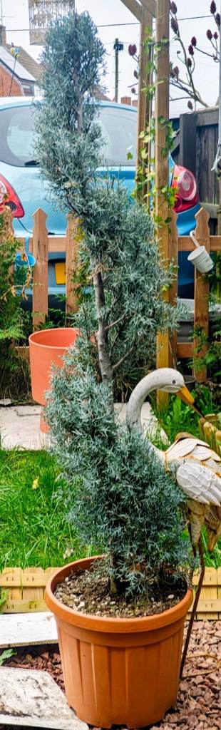 Spiral Conifer Plant in Pot - Hardy Outdoor Evergreen