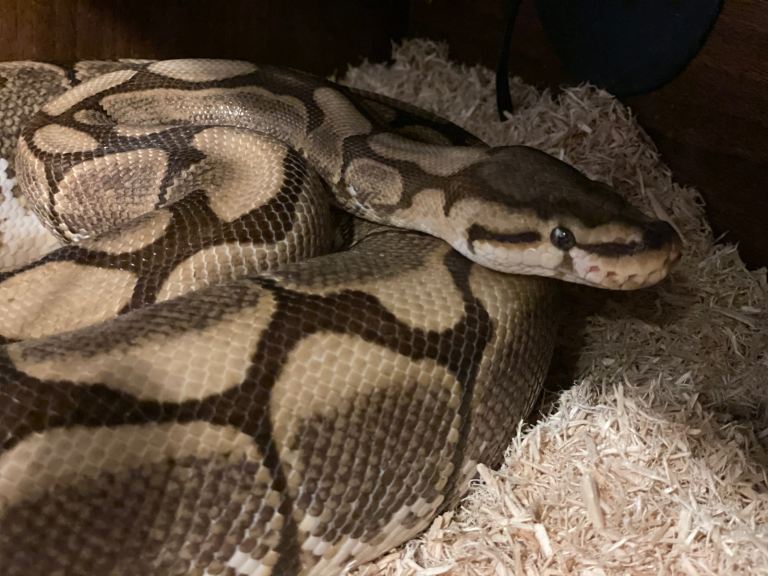 Royal Python Spider Morph