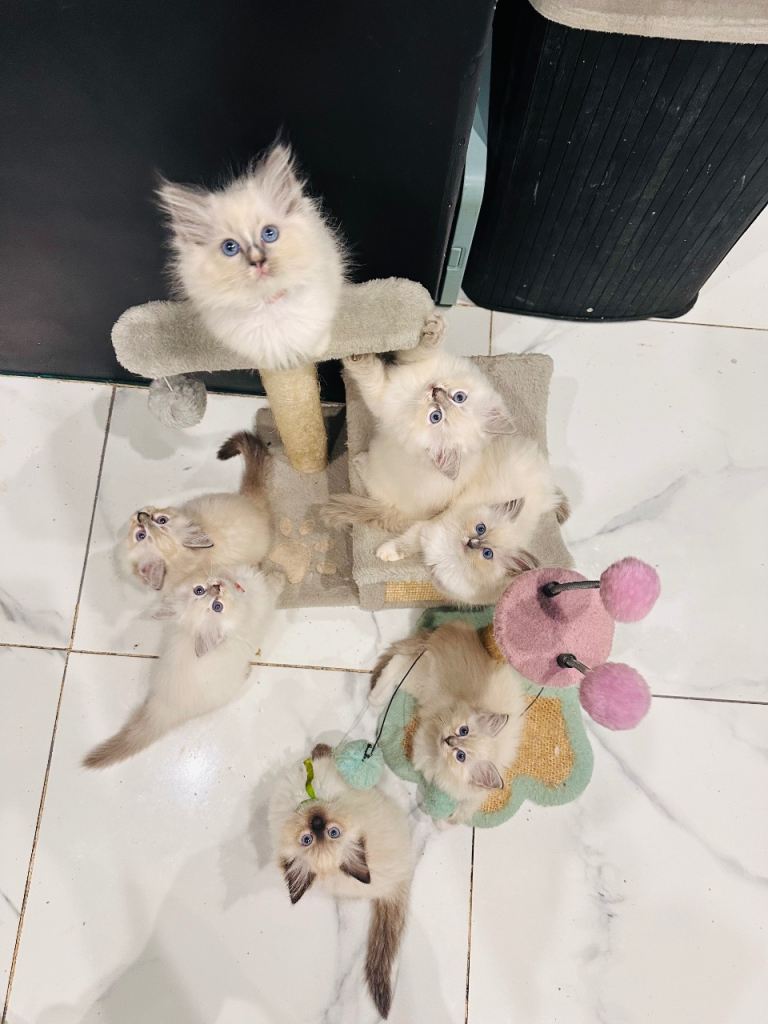 Stunning GCCF Registered Ragdoll Kittens