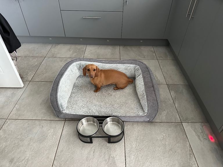 Large grey dog bed & bowls