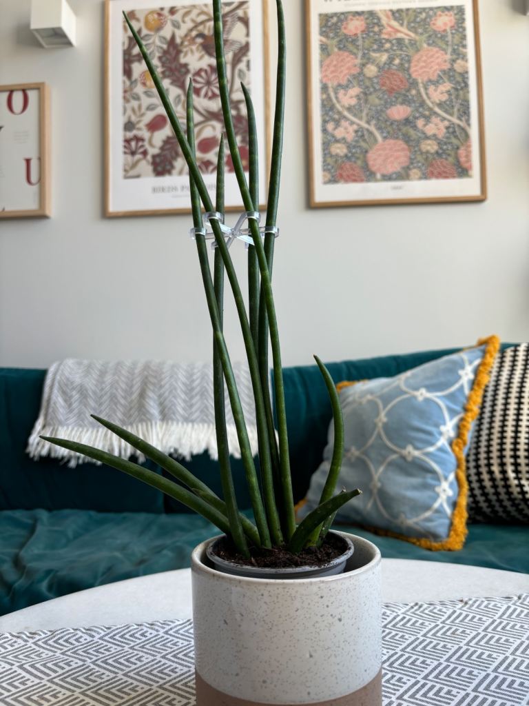 Sansevieria Cylindrica - Snake Plant