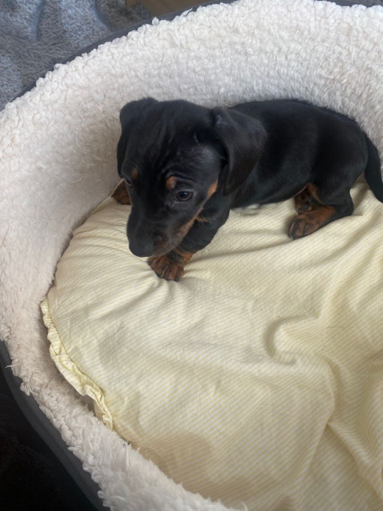 Miniature Dutchhound puppies 