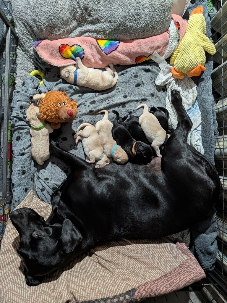 Pedigree & KC Registered Labrador Pups 