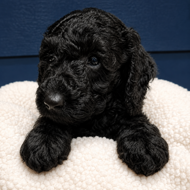 🐾 Beautiful Curly Black f4 Labradoodle Boy – Last One Looking for His Forever Home 🖤