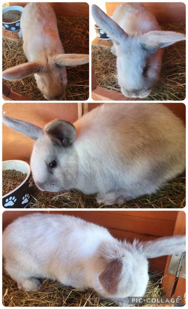 2 beautiful females lionhead cross mini lion lop 