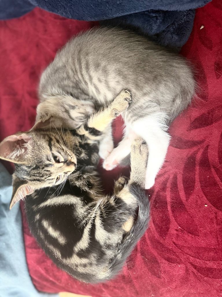 Stunning litter of Bengal cross kittens 