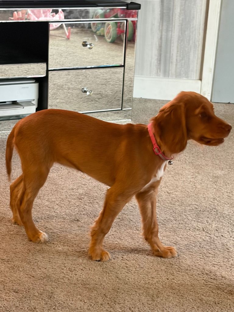 Penny 