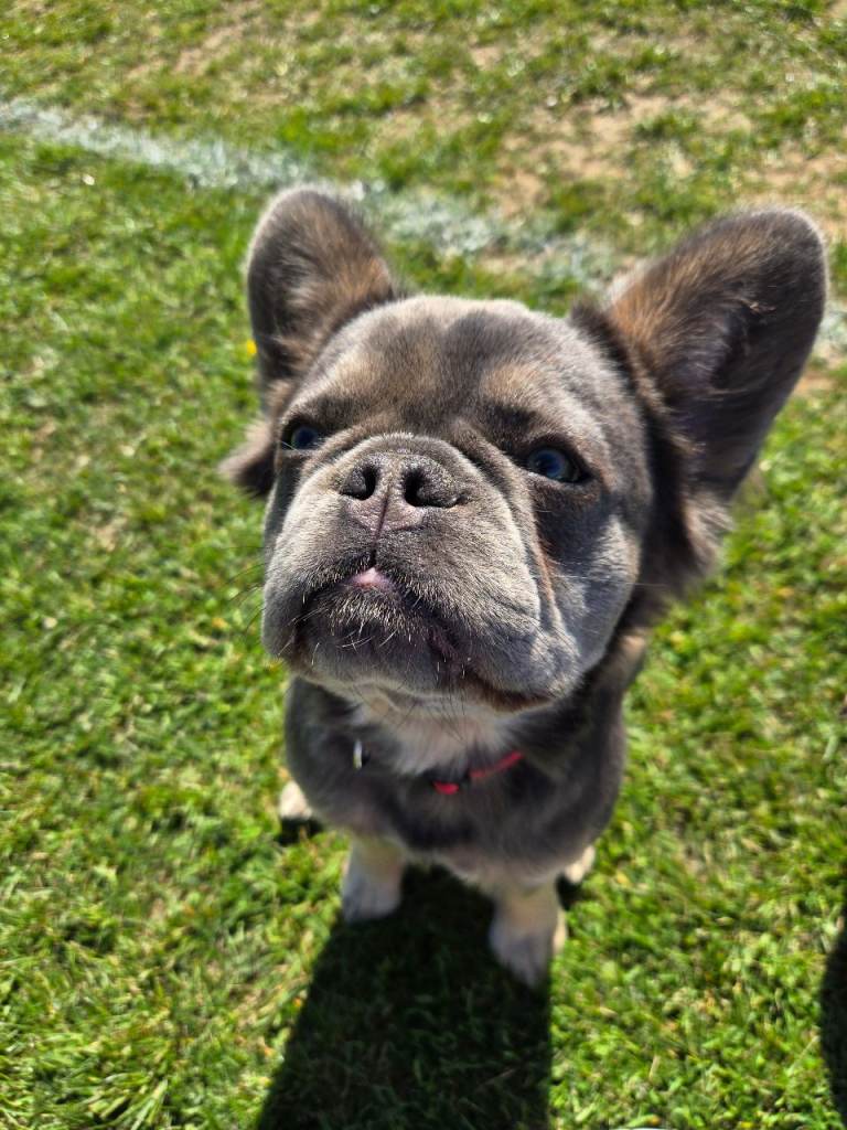Fluffy french bulldog 
