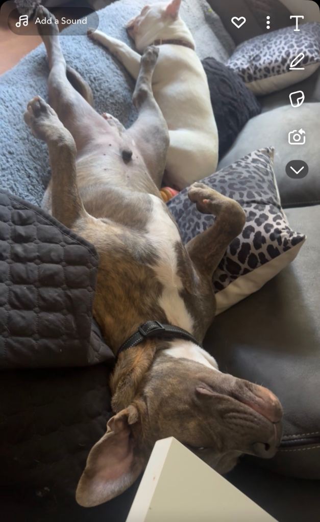 Staffordshire bull terrier pup Tyson