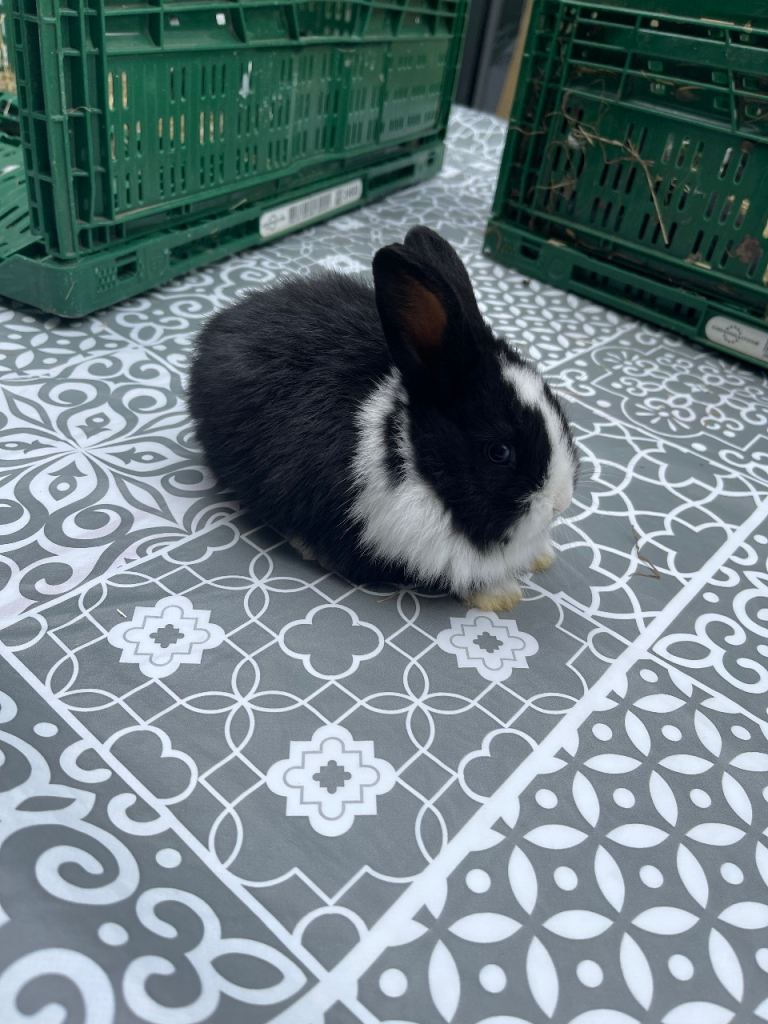 Gorgeous bunnies for sale