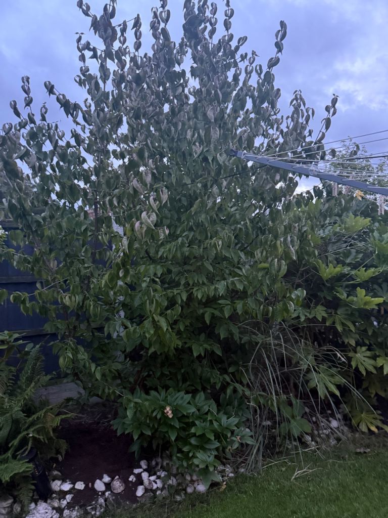 Large rare Japanese Cornelian cherry tree (open to offers!)
