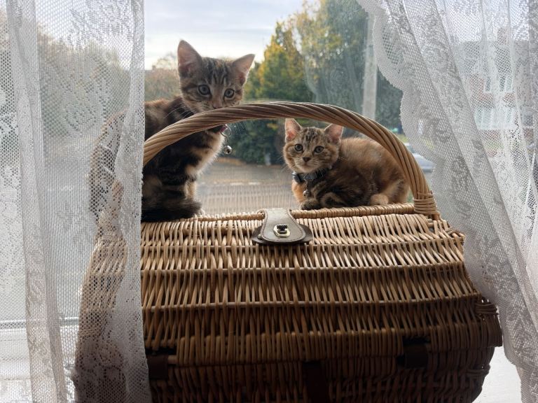 Beautiful Kittens for Sale – Looking for Loving Homes