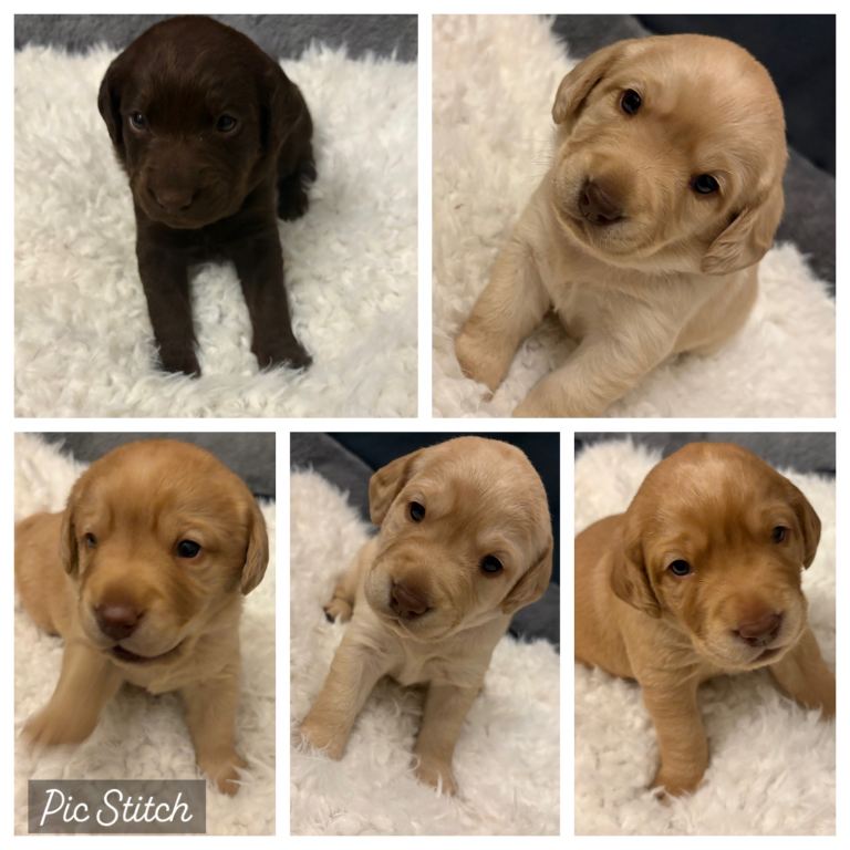 Labrador / cockerdor puppies 