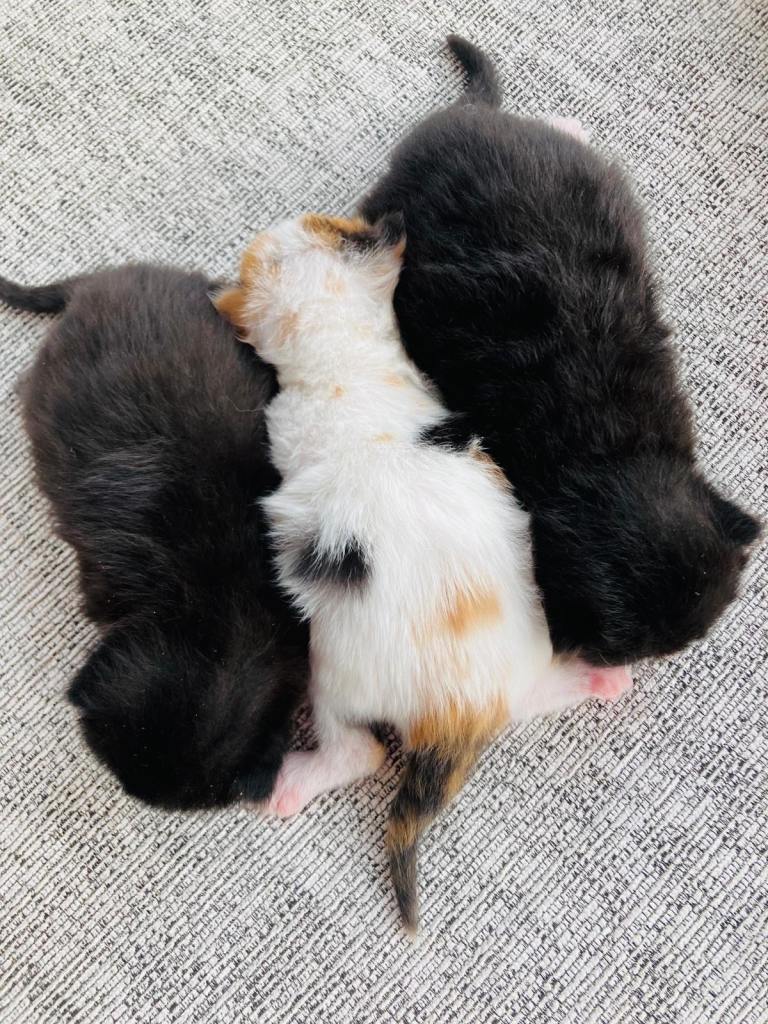 Fluffy Long Hair Kittens
