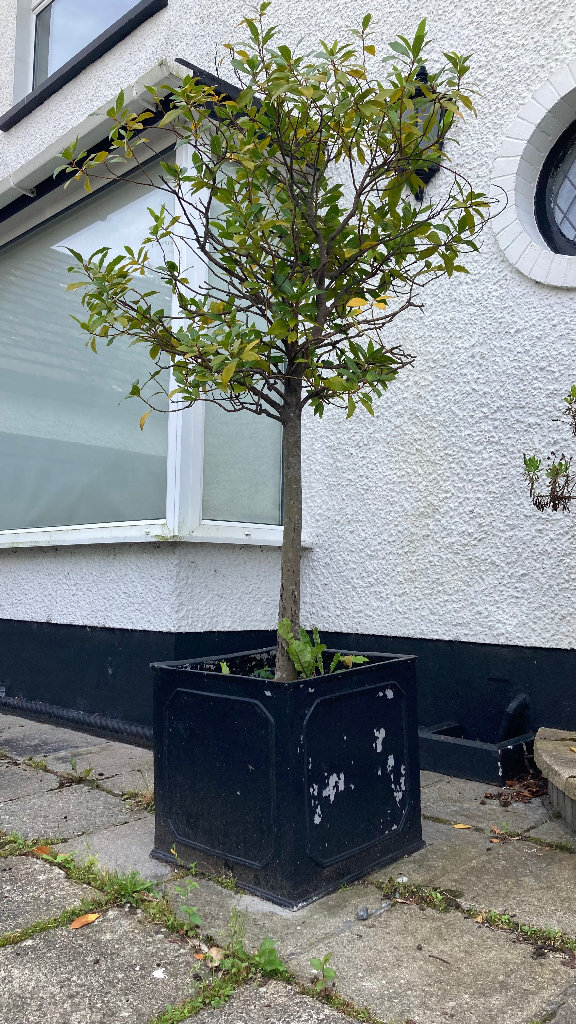 2 x BAY TREES in SQUARE FAUX LEAD PLANTERS