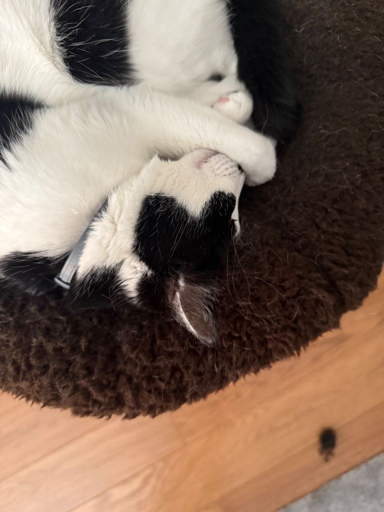 13-Year-Old Female Cat – Calm & Loving – Leeds