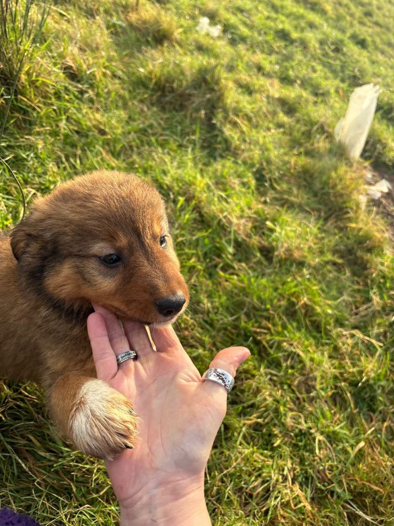 Handsome Welsh sheepdog x border collie puppy