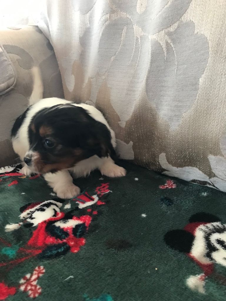 Cavalier cross Jack Russell