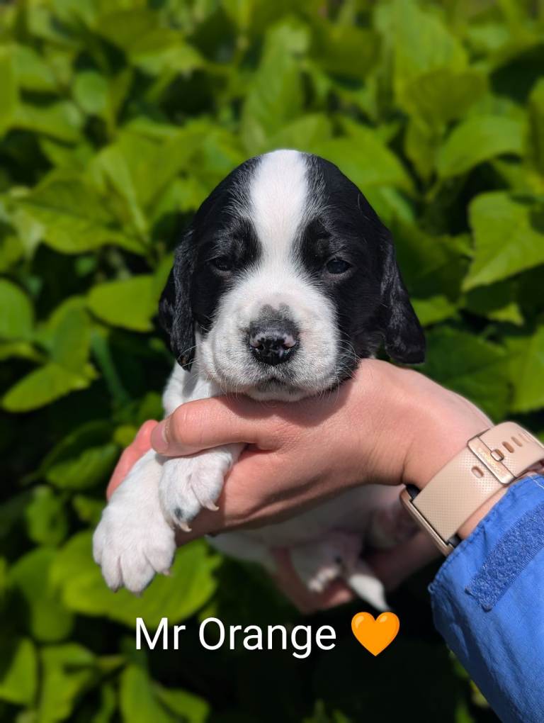 Spreagle pups 
