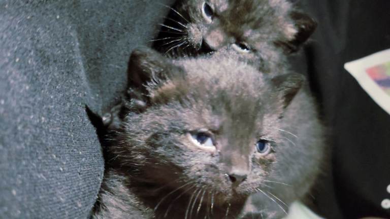 Adorable Black Kittens – Ready Soon 🐾