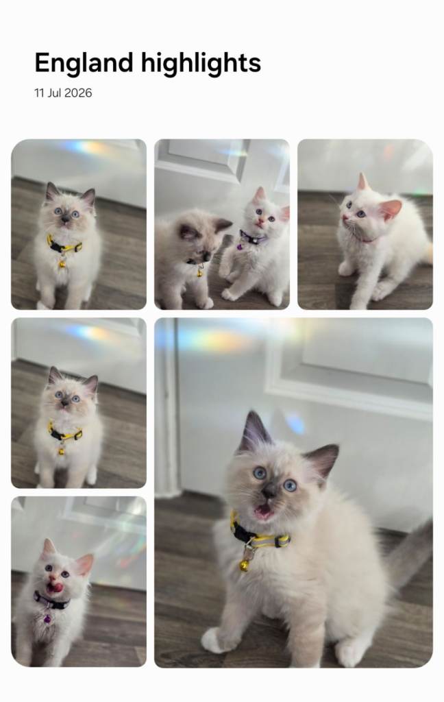 Kittens ready for a new home