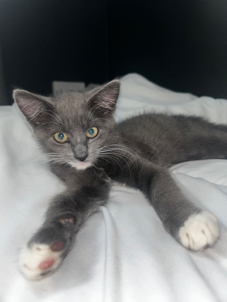 Male domestic medium hair kitten 