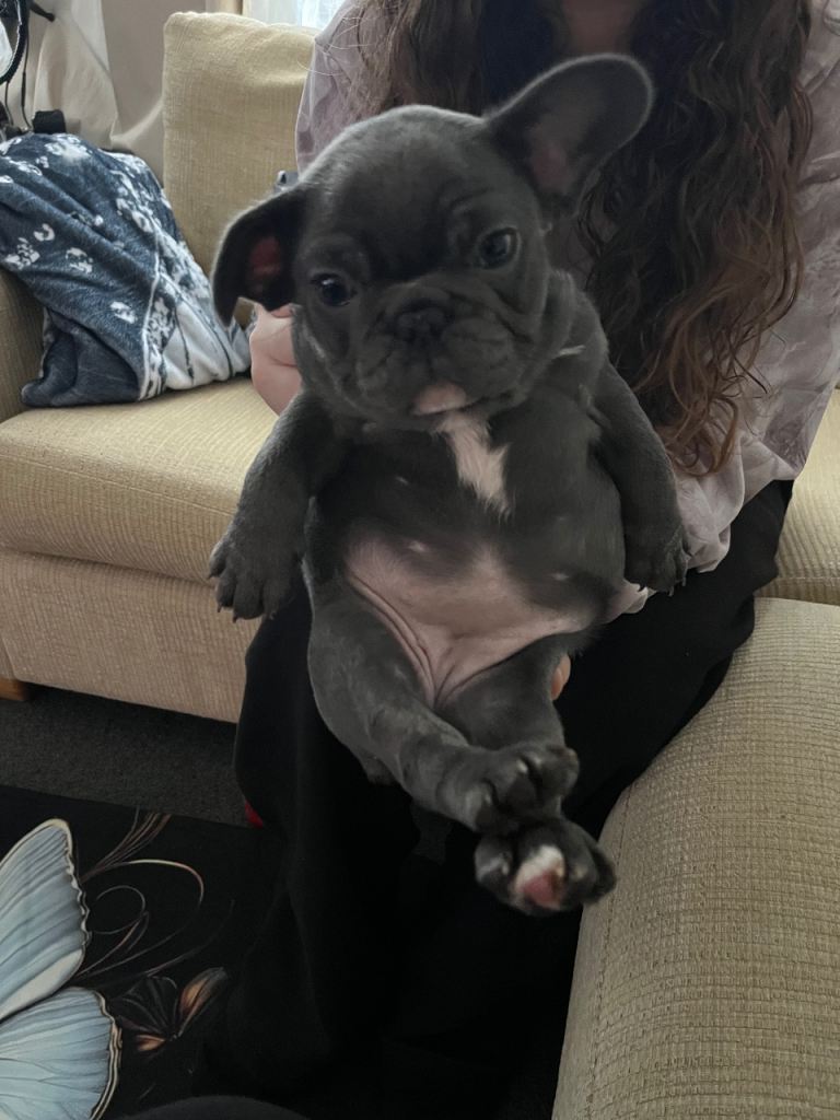 French bulldog 