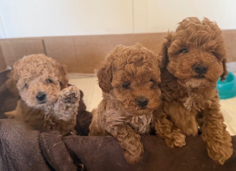 Cockapoo 