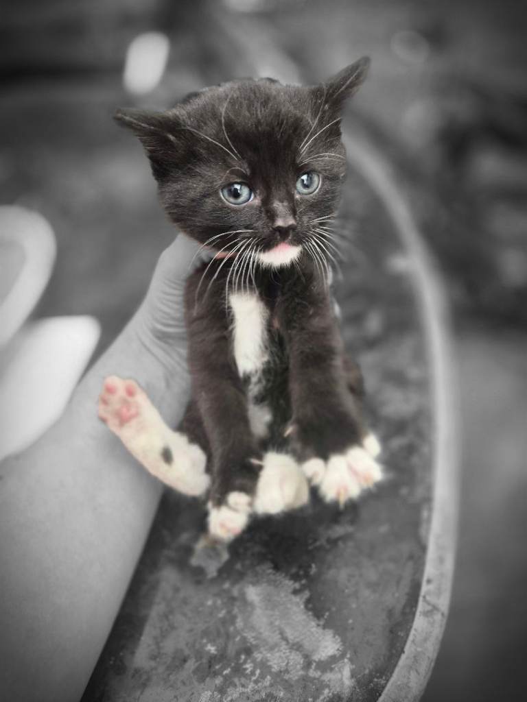 Black and white kittens 8 weeks old