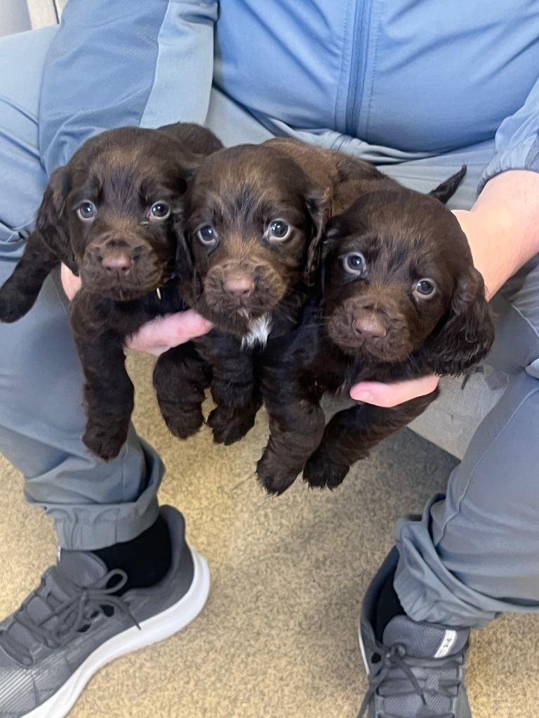 Kc Chocolate spaniel puppies