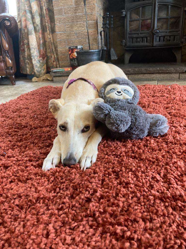 Meet Piper – The Sweetest Senior Lady Looking for Her Forever Sofa