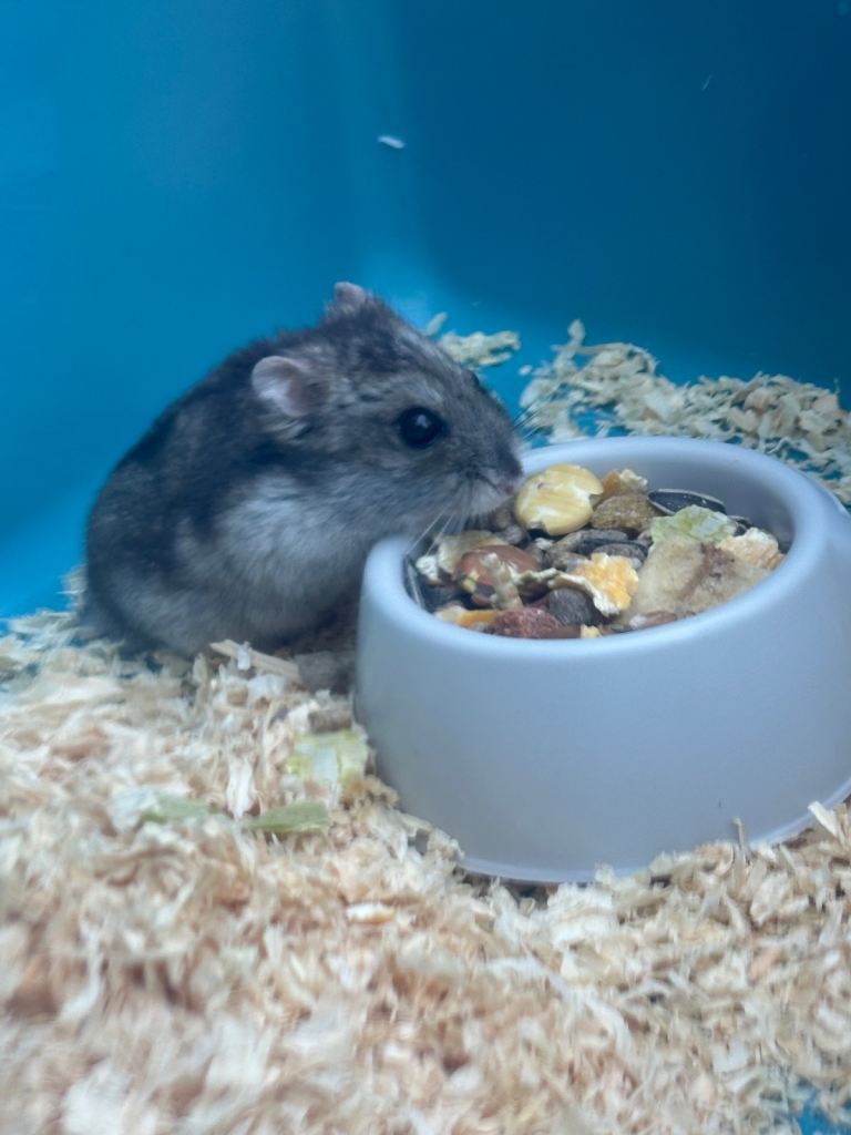 Dwarf Hamster with Large Cage and Accessories