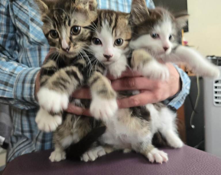 Bengal Breed and Himalayan Breed Kitten for Sale