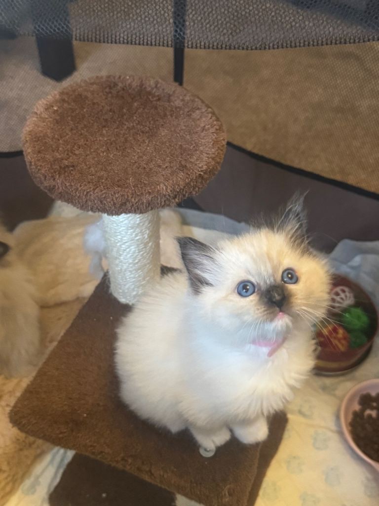 ragdoll kittens 