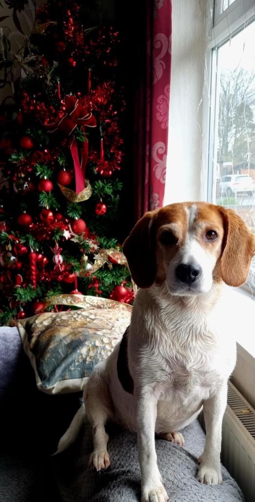 Christmas tree 6 foot fibre optic