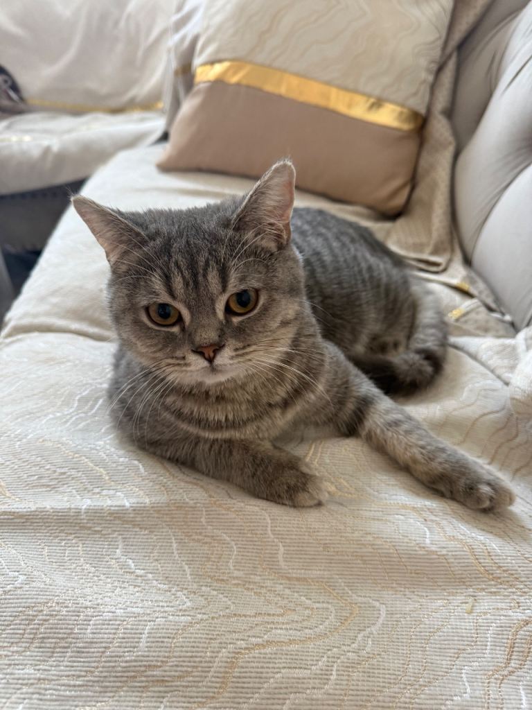 Pure british shorthair