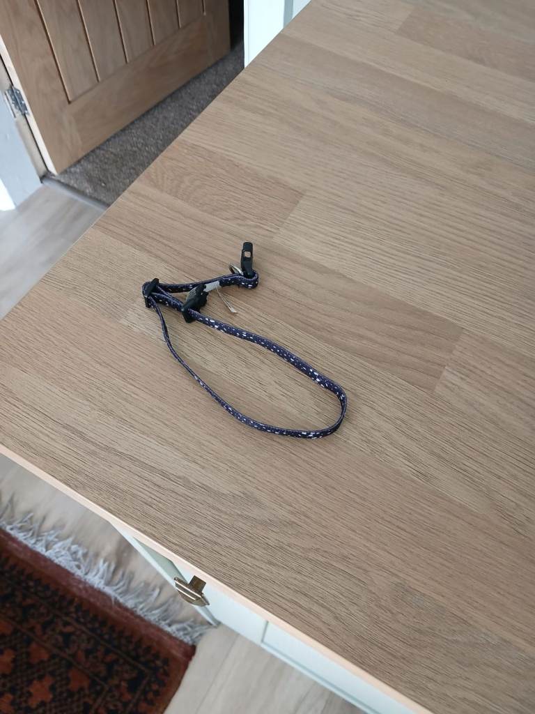 Puppy collar and harness 