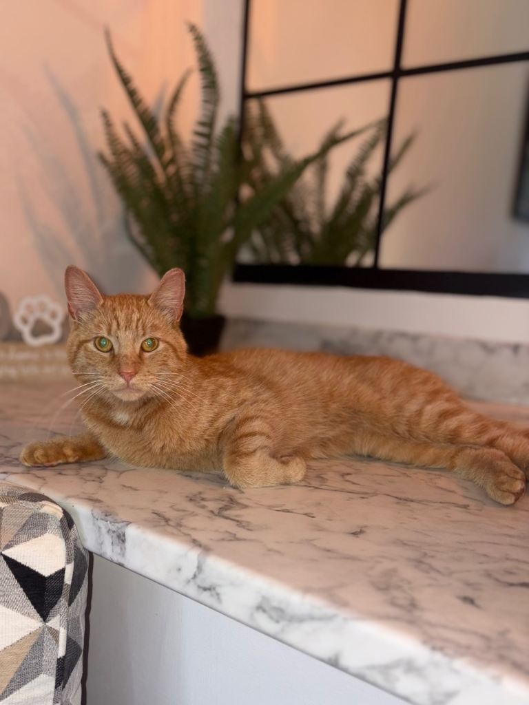 Ginger cat