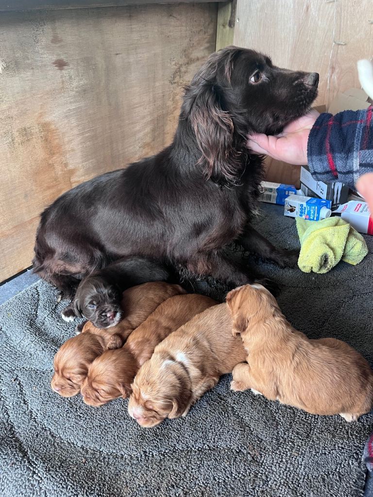 Cocker spaniel pups 