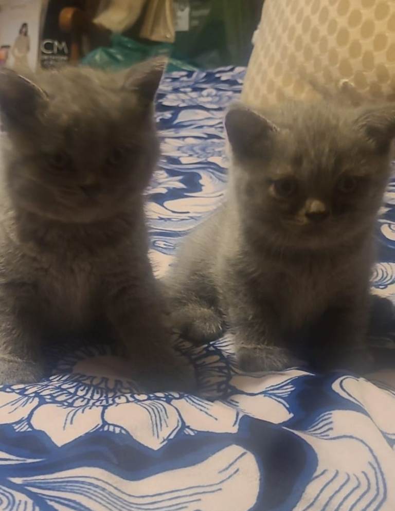 British blue short hair kittens 