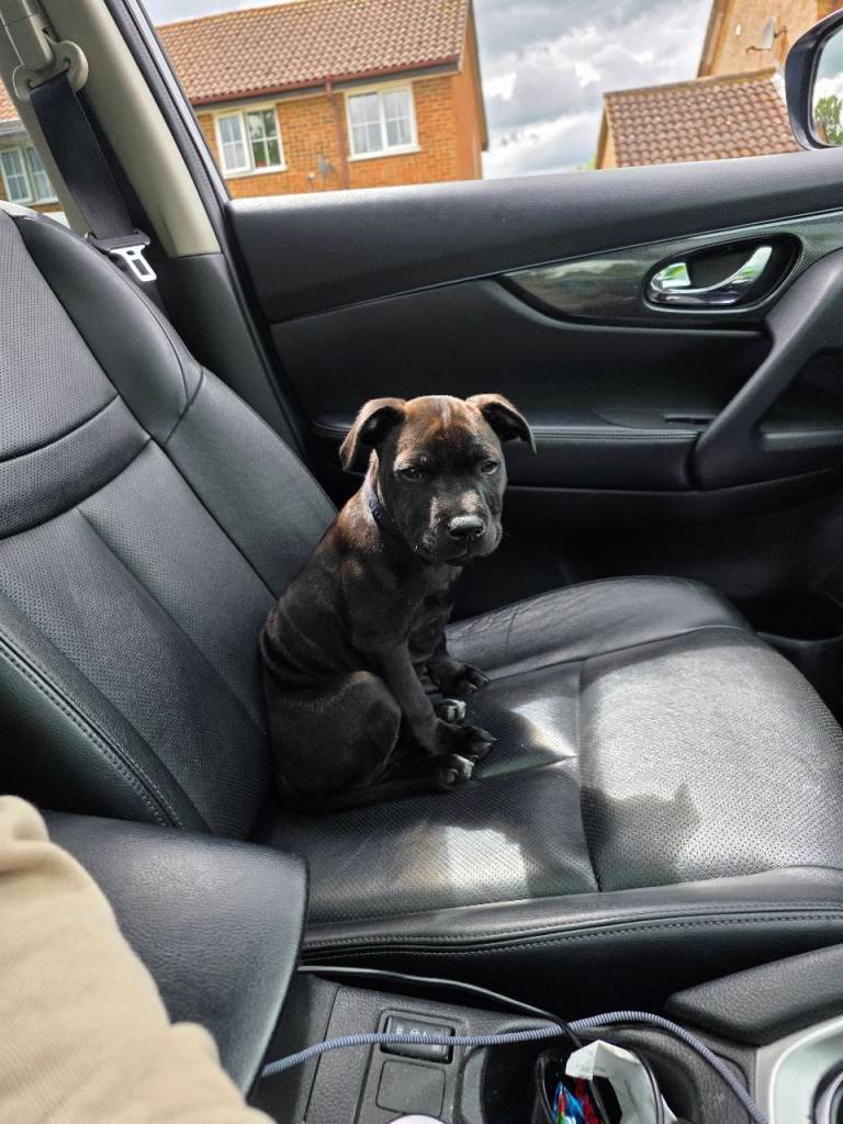 4 month staffy Staffordshire bull terrier puppy