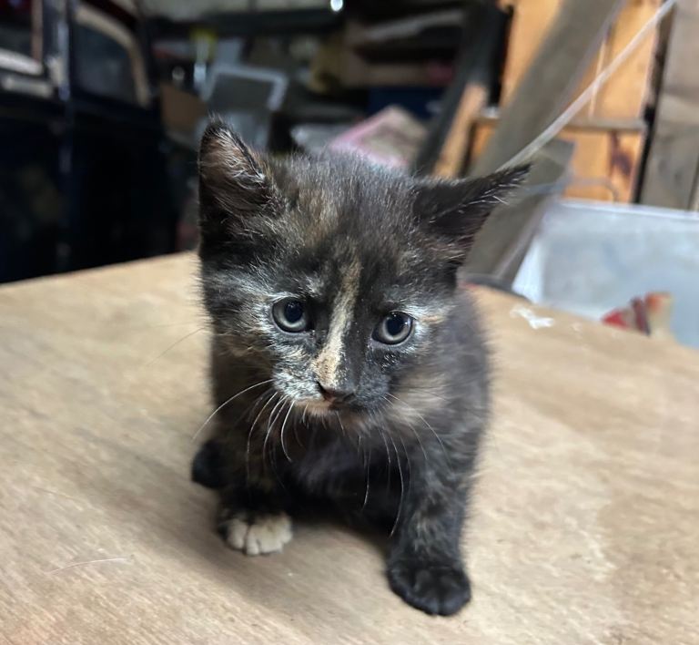 Kitten Kittens for sale girl NOT AVAILABLE 