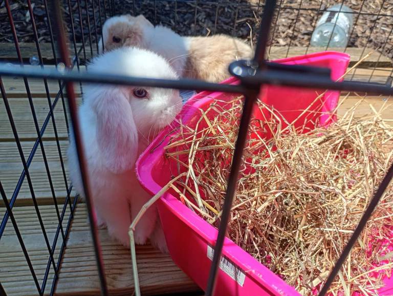 Beautiful mini lops ready to leave